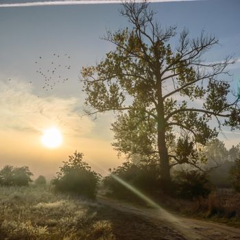 morning fog over a meadow, nature series