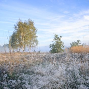 morning fog over a meadow, nature series