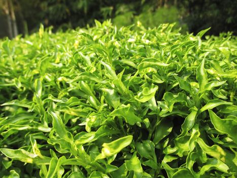 Closeup of Fresh Watercress