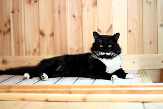 black and white cat with plush mustache and expressive eyes