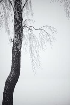 Black and white winter. Birch trees in the fog. Belarus January