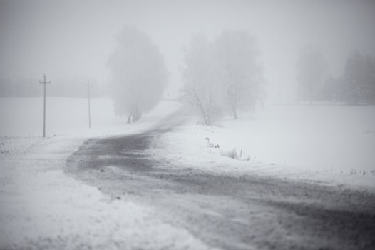 Black and white winter. Birch trees in the fog. Belarus January