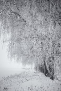 Black and white winter. Birch trees in the fog. Belarus January