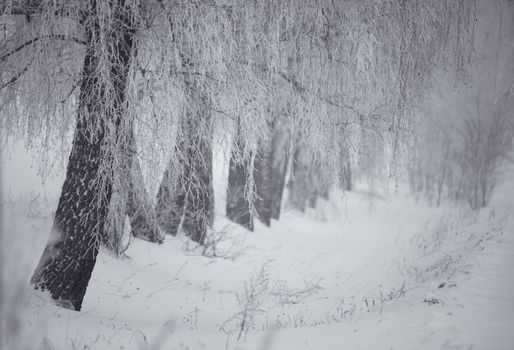 Black and white winter. Birch trees in the fog. Belarus January