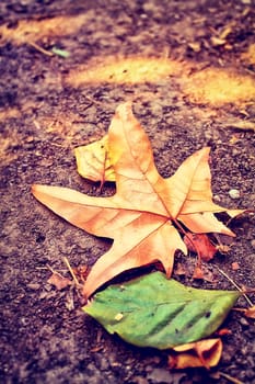 maple leaf in fall season