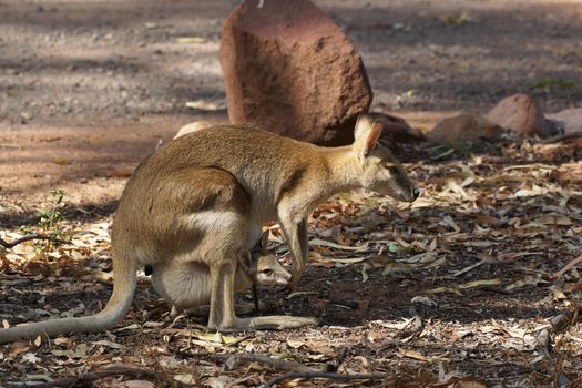 Wallaby with a joey in its pouch, Nitmiluk National Park, Australia