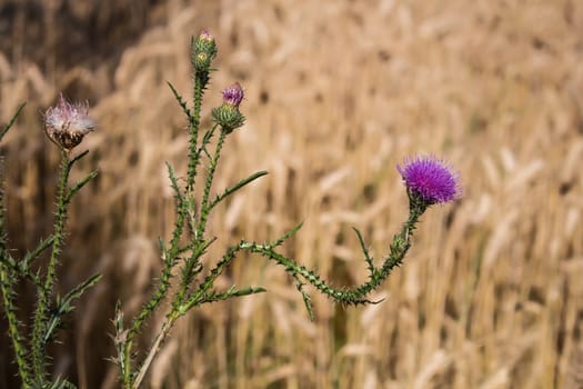 Declined stem of thistle with a purple flower. Golden summer cereals field in the background.