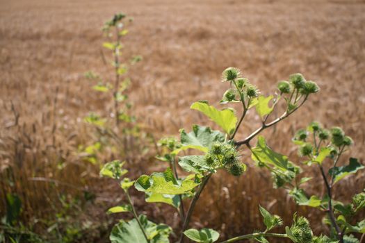 Big thistle plant with sprouts. Golden cereals field in the background.