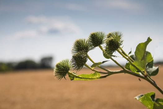 Inclined stem of a thistle full of buds. Summer golden cereals field in the background. Cloudy sky.