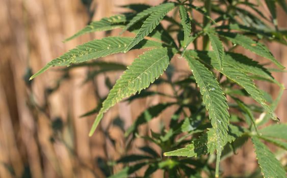 Details of the grown up cannabis leaves. Cereals field in the background.