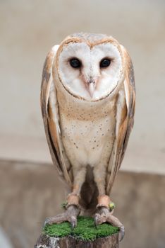 common barn owl ( Tyto albahead ) close up