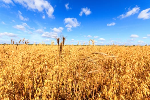 field of golden wheat and blue sky, agricultural field