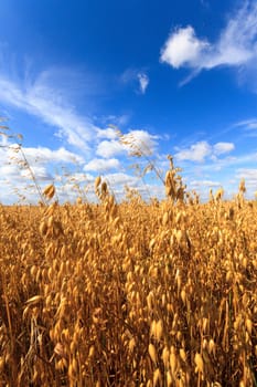 field of golden wheat and blue sky, agricultural field