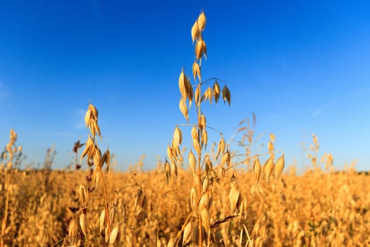 field of golden wheat and blue sky, agricultural field