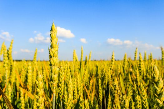 green spring grains, close up of yellow wheat ears on the field