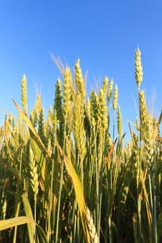 green spring grains, close up of yellow wheat ears on the field