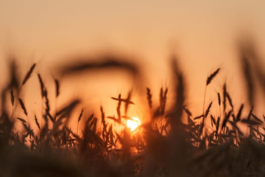 field of golden wheat and blue sky, agricultural field