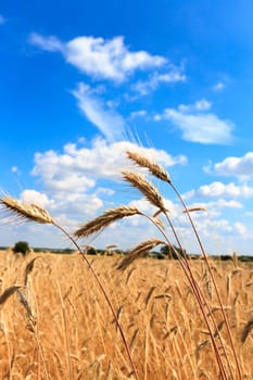 field of golden wheat and blue sky, agricultural field