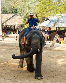 Chiangmai ,Thailand - February 20 : mahout ride elephant and elephant is dancing on February 20 ,2016 at Mae Sa elephant camp ,Chiangmai ,Thailand