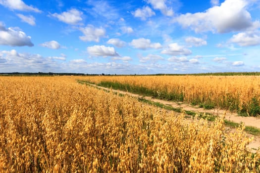 field of golden wheat and blue sky, agricultural field