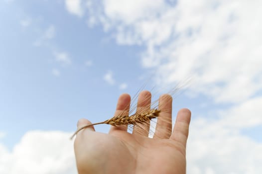 wheat on hand and blue sky, nature series