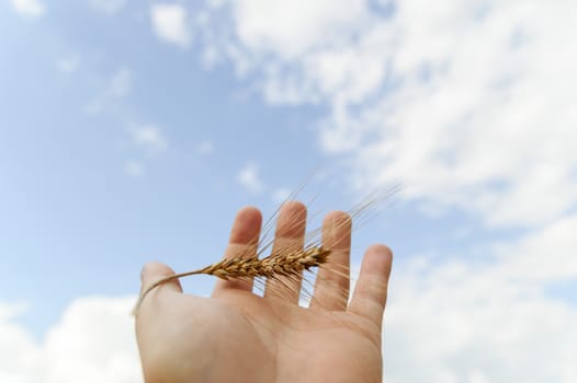 wheat on hand and blue sky, nature series