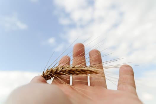 wheat on hand and blue sky, nature series