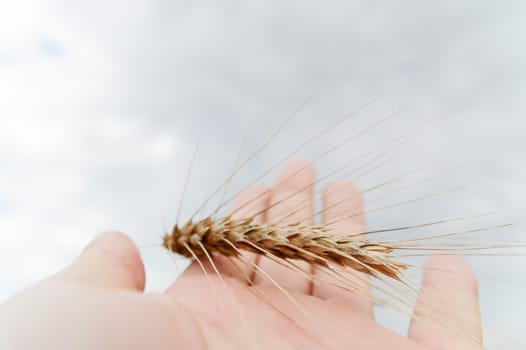 wheat on hand and blue sky, nature series