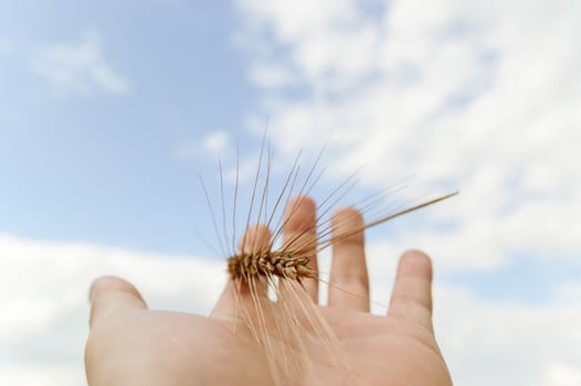 wheat on hand and blue sky, nature series