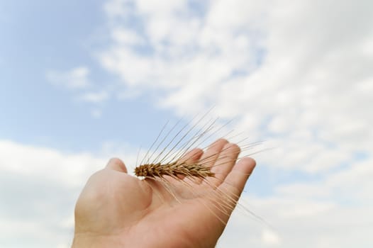 wheat on hand and blue sky, nature series