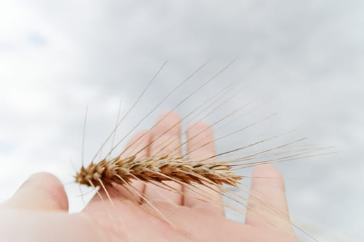 wheat on hand and blue sky, nature series