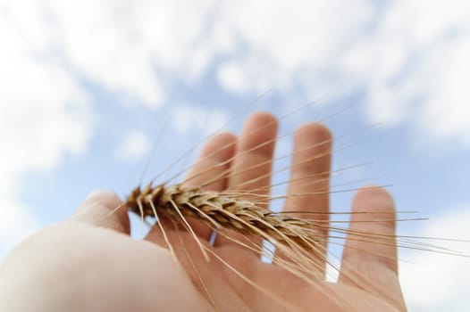 wheat on hand and blue sky, nature series