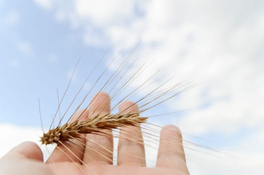 wheat on hand and blue sky, nature series