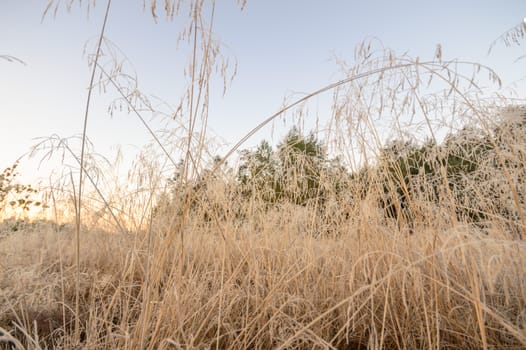 plants for natural background, nature series