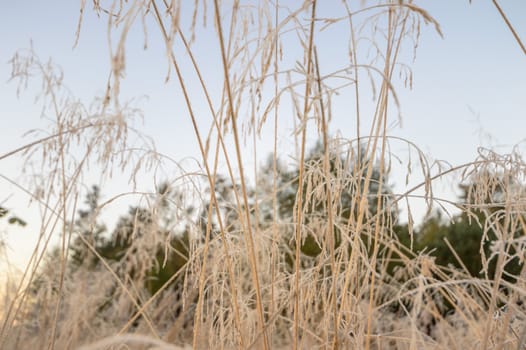 plants for natural background, nature series