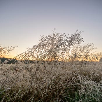 plants for natural background, nature series