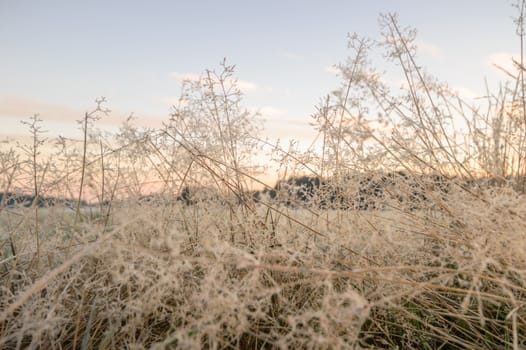 plants for natural background, nature series