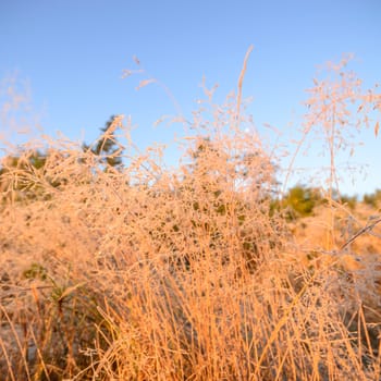 plants for natural background, nature series