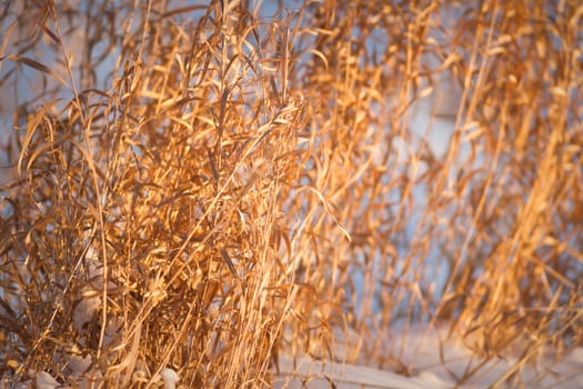 plants for natural background, nature series