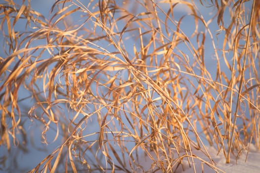 plants for natural background, nature series