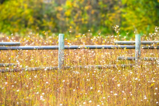 plants for natural background, nature series