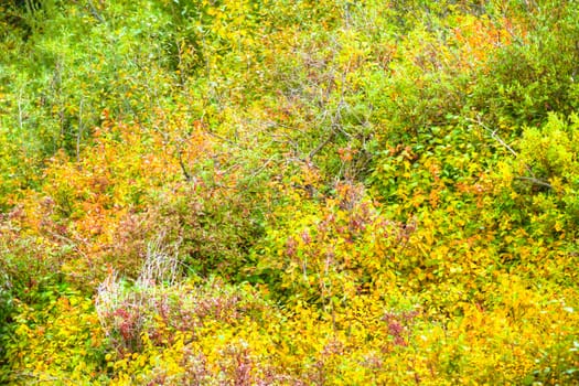 plants for natural background, nature series