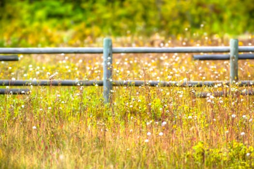 plants for natural background, nature series