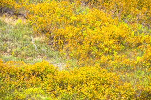 plants for natural background, nature series