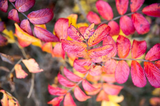 plants for natural background, nature series