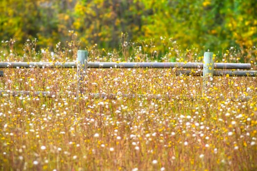 plants for natural background, nature series