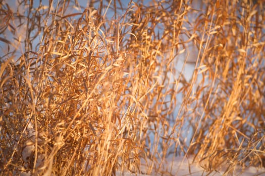 plants for natural background, nature series