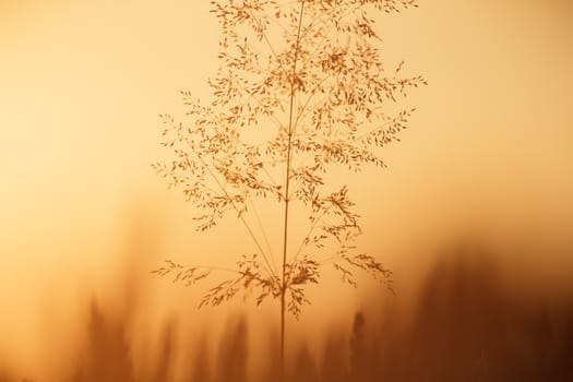 plants for natural background, nature series