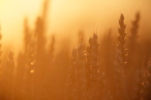 plants for natural background, nature series