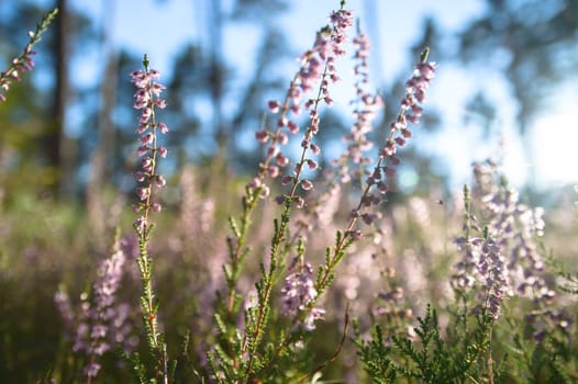 plants for natural background, nature series